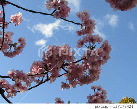 咲き進む稲毛海岸駅前河津桜の桃色の花 137178421
