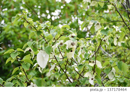 ハンカチノキ　Handkerchief tree 137178464