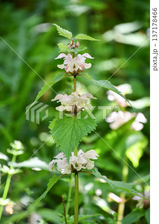 オドリコソウ White Dead-nettle オドリコソウ White Dead-nettle 137178466