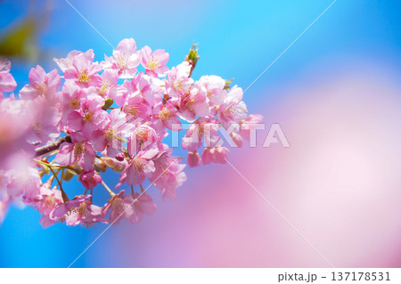 青空を背景に写したカワズザクラ 137178531