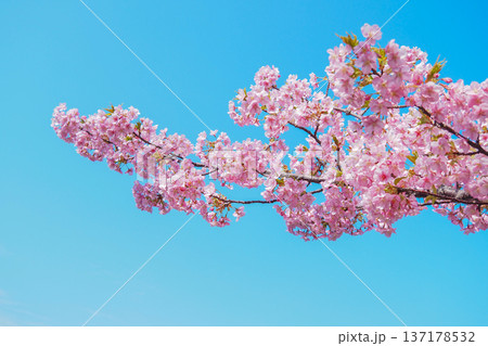 青空に映える河津桜 青空に映える河津桜 137178532