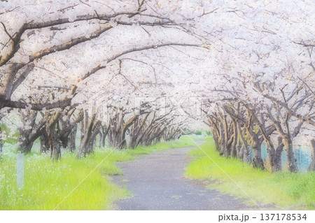 桜並木のトンネルと奥行きのある小道 137178534
