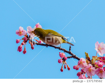 青空と濃いピンク色の河津桜と可愛いメジロ 137178582