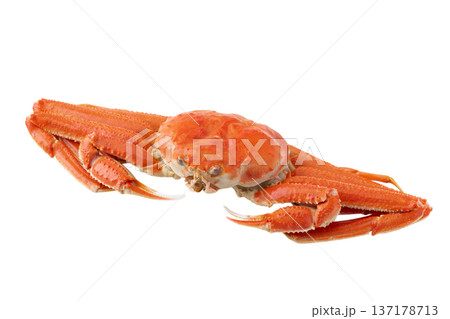透明背景(png)に1杯のオオズワイガニ 透明背景(png)に1杯のオオズワイガニ 137178713