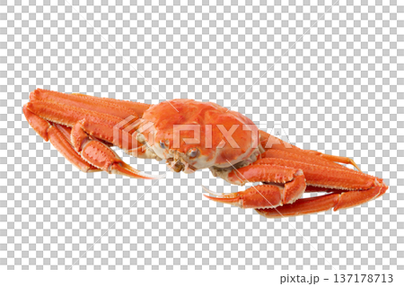 透明背景(png)に1杯のオオズワイガニ 透明背景(png)に1杯のオオズワイガニ 137178713