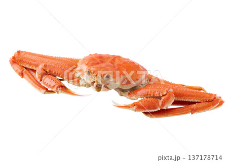 透明背景(png)に1杯のオオズワイガニ 透明背景(png)に1杯のオオズワイガニ 137178714