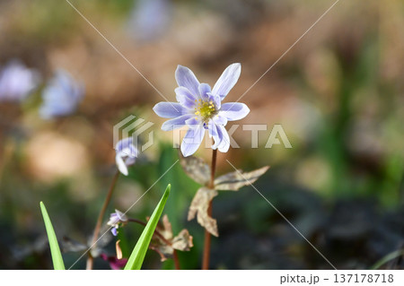 ユキワリイチゲ Anemone keisueana ユキワリイチゲ Anemone keisueana 137178718