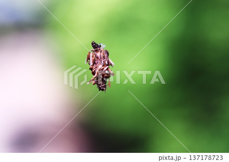 見えない糸でぶら下がったミノムシ 137178723