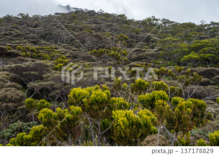 Scenery view of the high altitude forest in Kinabalu national park of Malaysia.  137178829