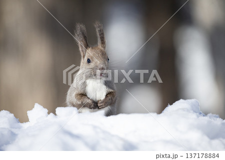 冬毛が可愛いエゾリス 137178884
