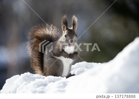 冬毛が可愛いエゾリス 137178888