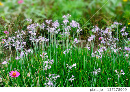 秋10月に群生して咲くツルバキアの薄紫色の花 137178909