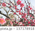 青空に映える紅梅 137178918
