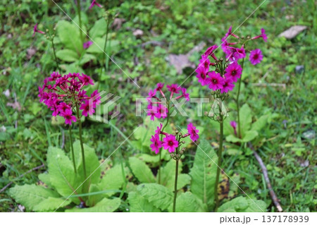 日光に咲く珍しいクリンソウの拡大写真1 日光に咲く珍しいクリンソウの拡大写真1 137178939