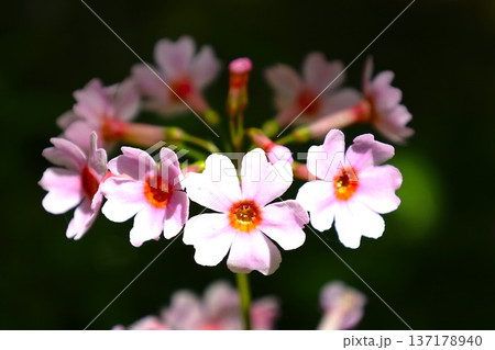 日光に咲く珍しいクリンソウの拡大写真2 日光に咲く珍しいクリンソウの拡大写真2 137178940