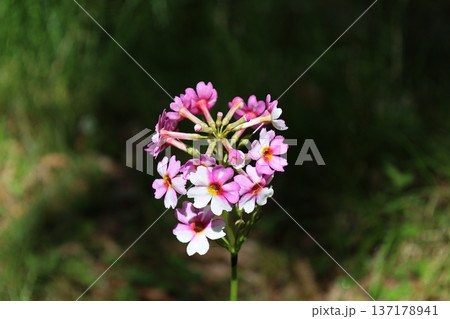 日光に咲く珍しいクリンソウの拡大写真3 日光に咲く珍しいクリンソウの拡大写真3 137178941