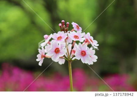 日光に咲く珍しいクリンソウの拡大写真4 日光に咲く珍しいクリンソウの拡大写真4 137178942