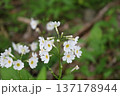 日光に咲く珍しいクリンソウの拡大写真6 137178944