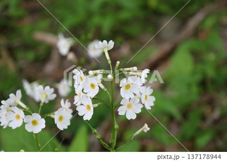 日光に咲く珍しいクリンソウの拡大写真6 日光に咲く珍しいクリンソウの拡大写真6 137178944