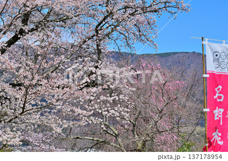 名胡桃城址　満開の桜　春の風景　群馬県みなかみ町 137178954