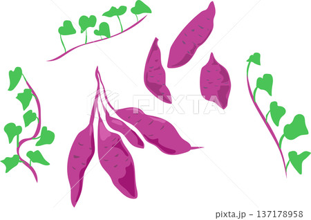 さつまいもとツルのイラスト さつまいもとツルのイラスト 137178958