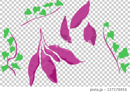 さつまいもとツルのイラスト さつまいもとツルのイラスト 137178958