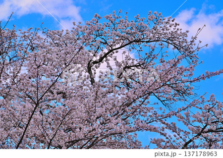 名胡桃城址 満開の桜 春の風景 群馬県みなかみ町 名胡桃城址 満開の桜 春の風景 群馬県みなかみ町 137178963