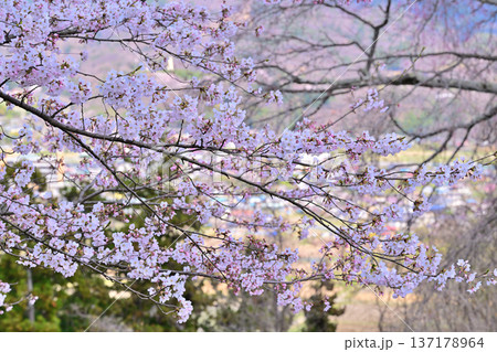 名胡桃城址　満開の桜　春の風景　群馬県みなかみ町 137178964