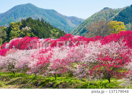 阿智村・花桃の里 阿智村・花桃の里 137179048