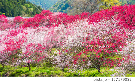 花桃(阿智村・花桃の里にて) 花桃(阿智村・花桃の里にて) 137179055