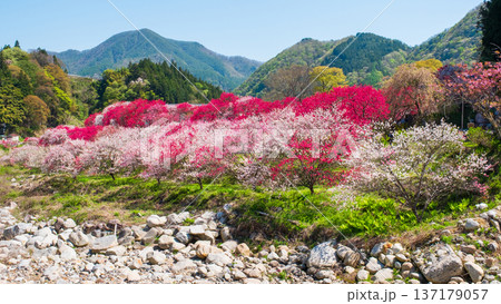 阿智村・花桃の里 137179057