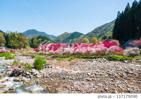 阿智村・花桃の里 137179090
