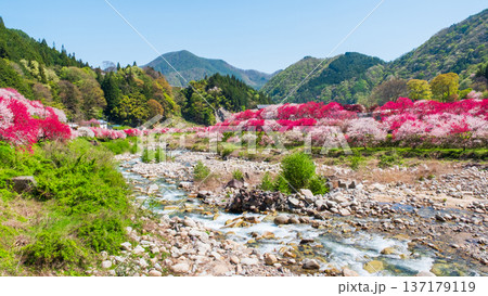 阿智村・花桃の里 阿智村・花桃の里 137179119