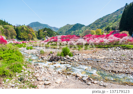 阿智村・花桃の里 阿智村・花桃の里 137179123