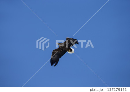 大鷲 137179151