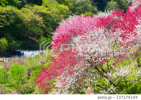花桃(阿智村・花桃の里にて) 花桃(阿智村・花桃の里にて) 137179184