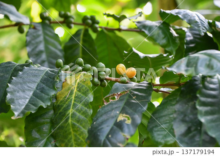 コーヒーノキ Coffee tree コーヒーノキ Coffee tree 137179194