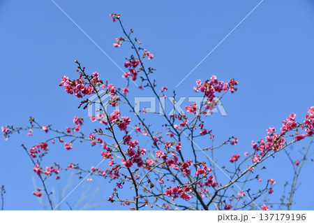 秋から春にかけて咲く桜「エレガンスみゆき」　Cerasus ‘Eregansu-miyuki’ 137179196