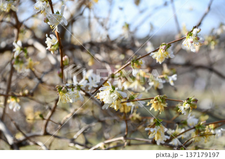 ロニケラ「レモンビューティー」　Lonicera 'Lemon beauty'	 137179197