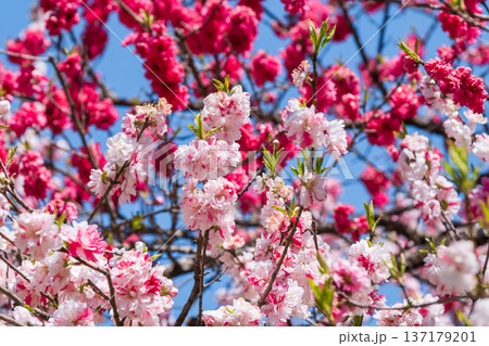 花桃(阿智村・花桃の里にて) 花桃(阿智村・花桃の里にて) 137179201