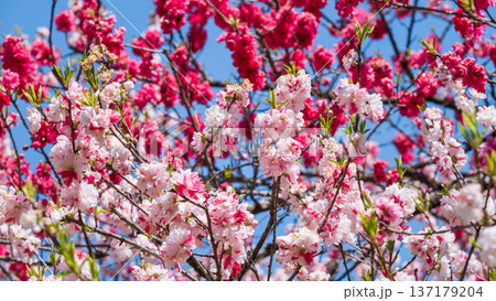 花桃（阿智村・花桃の里にて） 137179204