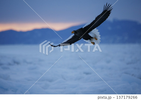 流氷と大鷲 流氷と大鷲 137179266