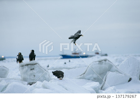 流氷と大鷲 137179267