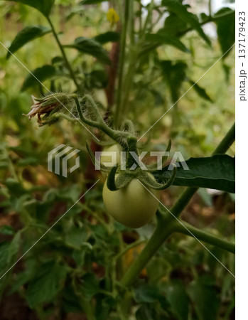 Green tomatoes growing on plant in agriculture 137179423