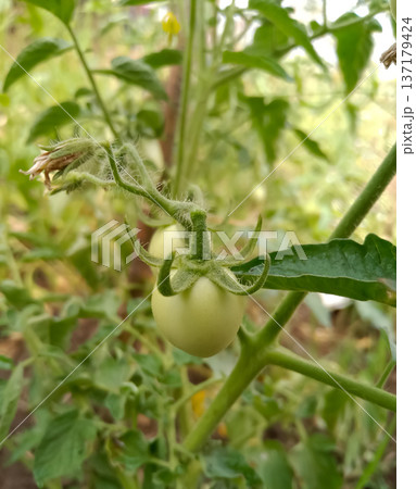 Green tomatoes growing on plant in agriculture Green tomatoes growing on plant in agriculture 137179424