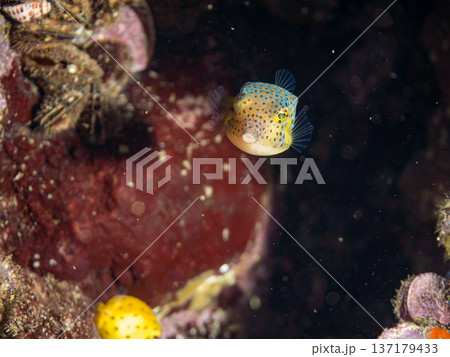 可愛いミナミハコフグ、ハコフグ幼魚。他。 ヒリゾ浜南伊豆町中木 静岡県伊豆半島-2025 日本有数の 可愛いミナミハコフグ、ハコフグ幼魚。他。 ヒリゾ浜南伊豆町中木 静岡県伊豆半島-2025 日本有数の 137179433