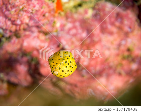 可愛いミナミハコフグ、ハコフグ幼魚。他。 ヒリゾ浜南伊豆町中木 静岡県伊豆半島-2025 日本有数の 137179438