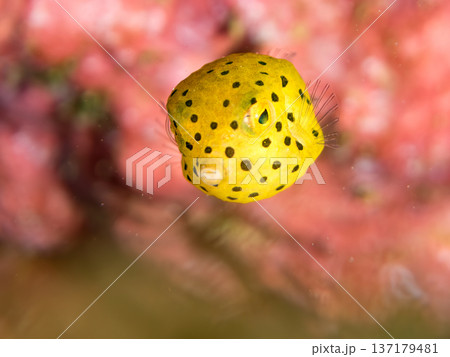 可愛いミナミハコフグ、ハコフグ幼魚。他。 ヒリゾ浜南伊豆町中木 静岡県伊豆半島-2025 日本有数の 137179481