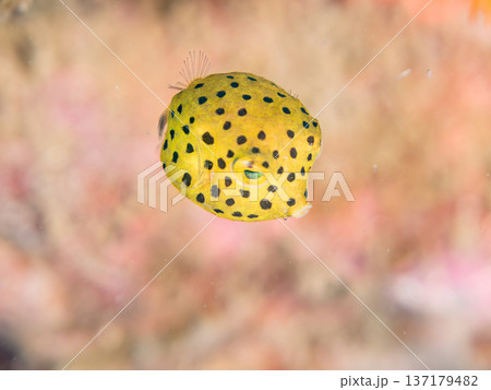 可愛いミナミハコフグ、ハコフグ幼魚。他。 ヒリゾ浜南伊豆町中木 静岡県伊豆半島-2025 日本有数の 137179482