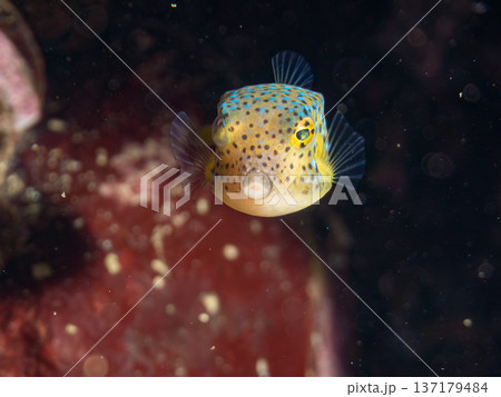可愛いミナミハコフグ、ハコフグ幼魚。他。 ヒリゾ浜南伊豆町中木 静岡県伊豆半島-2025 日本有数の 137179484